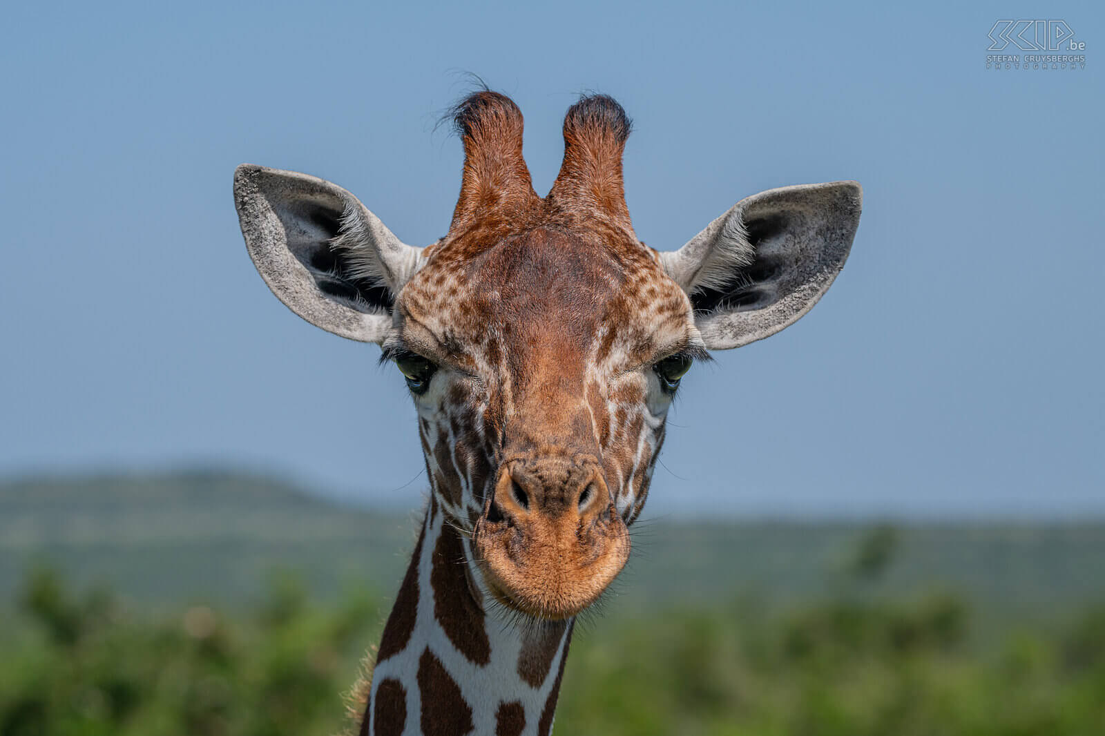 Solio - Somalische giraffe De Somalische-giraffe (Reticulated giraffe) is een ondersoort van de giraf en komt voor in Somalië, Zuid-Ethiopië en Noord-Kenia. Stefan Cruysberghs